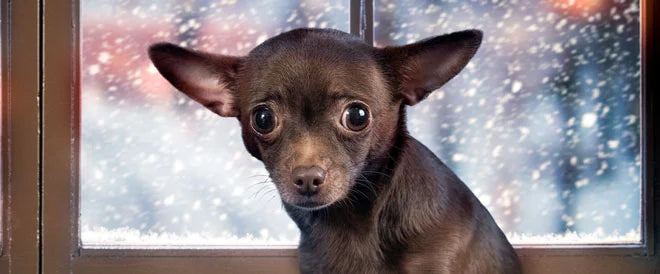 Chien peureux : comment l'aider ?