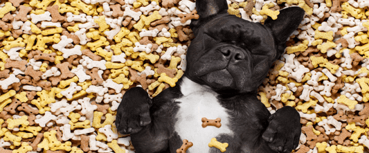 4 Recettes faciles et rapides pour votre poilu !