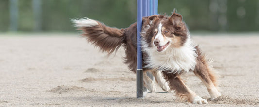 Découvrez l'agility : un sport canin très populaire