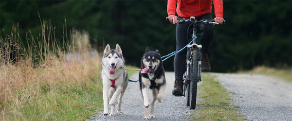 Le Cani-VTT : un sport canin accessible à tous?