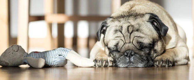 La dépression chez le chien : causes, symptômes et solutions