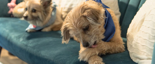 Mon chien se lèche souvent les pattes : pourquoi ?