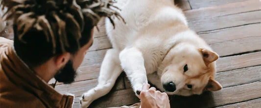 Mon chien est constipé : c'est grave ?