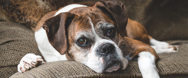 chien âgé souffrant d’arthrite couché sur un coussin