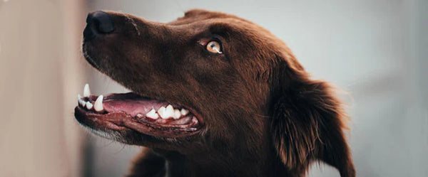 Prévenir l’apparition de tartre sur les dents de votre chien, une nécessité !