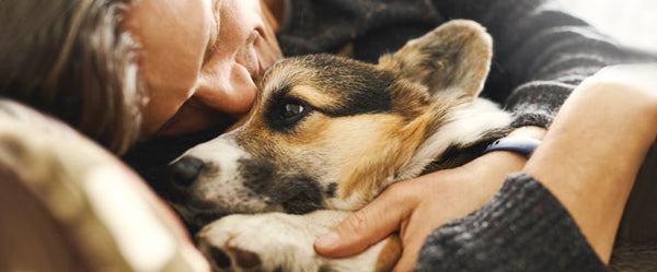 Découvrez 5 solutions naturelles contre le stress chez le chien
